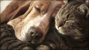 Monroe veterinary associates is proud to partner with rochester hope for pets to offer our family of clients a beautiful garden as a place of peace and reflection. Pets At Peace By Harris Funeral Home Serving Rochester New York
