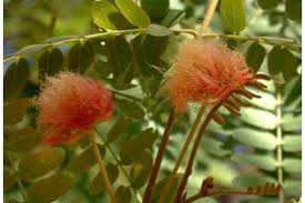 Image result for Albizia adianthifolia × gummifera