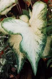 Caladium Hortulanum White Wings Caladium Strap Leaf From Van Bloem Gardens Caladium Bulb Flowers Hanging Plants