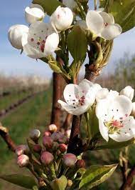 Jack Dwarf Flowering Pear Trees Garden Gate Nursery Flowering Pear Tree Garden Trees Flowering Trees
