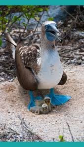 Bird With Blue Feet Galapagos Pin On Colorful Birds