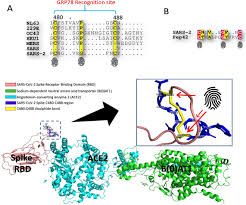 Biểu đồ lây nhiễm tại việt nam. A Possible Role For Grp78 In Cross Vaccination Against Covid 19 Journal Of Infection