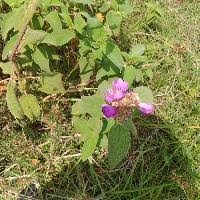 Image result for Melastomastrum segregatum