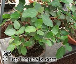 Image result for Ficus sycomorus