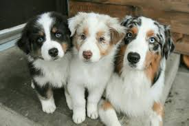 Avustralya Coban Kopegi Australian Shepherd Dog Cute Dogs And Puppies Aussie Dogs Aussie Puppies