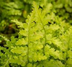Image result for sleziník Asplenium