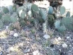 How do you get rid of or soothe the pain from little cactus needles in your skin if you cannot see them and cannot get them with a pair of tweezers? Killing Prickly Pear Cactus Wmv Youtube