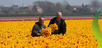 Maybe you would like to learn more about one of these? Our Top 10 Of Amazing Tulips Ruigrok Flowerbulbs