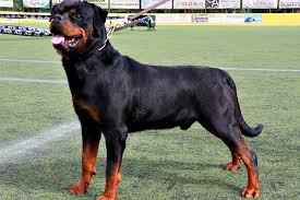 Resultado de imagem para cão policial