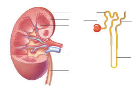 They are the heart, brain, kidneys, liver, and lungs. Label The Parts Of This Kidney And Nephron Bartleby