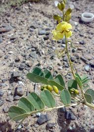 Image result for Senna italica