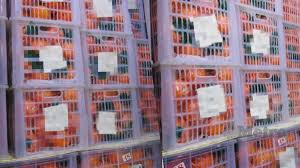 Jabatan perkhidmatan kuarantin dan pemeriksaan malaysia. Lebih 25 Tan Limau Mandarin Dirampas