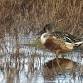 Guided Walk: Winter Birds event image