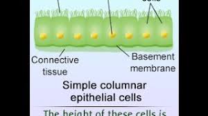 These cells, which often come into contact with substances foreign to the body, may vary greatly in shape and function. Simple Columnar Epithelium Labeled Diagram And Function Youtube