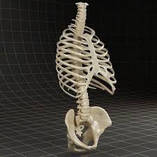 Anatomy Skeleton Pelvis Spinal Column Ribs 3d Model Human Ribs Skull Anatomy Pelvis Anatomy