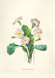 Antique Plant Drawn By Pierre Joseph Redoute 1759 1840 Free Image By Rawpixel Com
