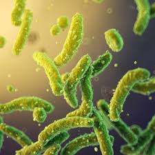 Image result for Clostridioides difficile