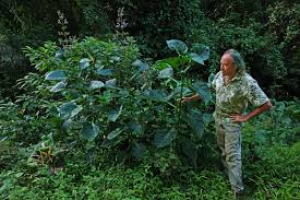 Image result for Brillantaisia owariensis