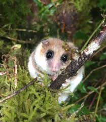4.2 out of 5 stars. Biologo Estudia Por Mas De 10 Anos Al Monito Del Monte Y Hoy Analiza Como Se Adapta Al Cambio Climatico Ciencia En Chile