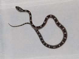 Black And White Corn Snake Black And White Baby Corn Snake So Beautiful Corn Snake Snake Black And White Baby