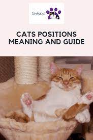 Cats Positions Meaning And Guide 14 Positions In 2021 Cat Position Cat Sleeping Positions Cat Language