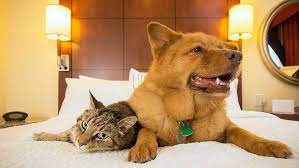 Maybe you would like to learn more about one of these? Dog Boarding In Santa Fe Nm Vca Arrighetti Animal Hospital