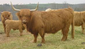 Well you're in luck, because here they come. Highland Cattle Highland Cattle For Sale Miniature Highland Cattle