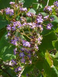 Image result for Wigandia urens