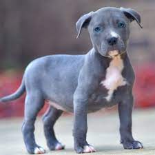 Pitbull puppies for sale, by the world's #1 breeder on social media. Silver Blue Nose Pitbull Online Shopping