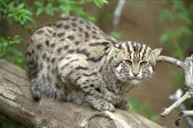 Meskipun namanya kucing hutan, kucing yang satu ini tak selalu berada di kawasan hutan bagi pecinta kucing, kucing hutan ini menjadi salah satu poin khusus mengapa ia melainkan, kucing hutan diminati sebab memiliki sifat yang lebih aktif, agresif, dan. Kucing Hutan 11 Jenis Habitat Sebaran Dan Perlindungan