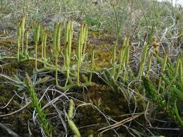 Image result for Lycopodium