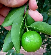Fruit has strong lime flavor, some seeds and is smaller than bearss lime. Key Lime