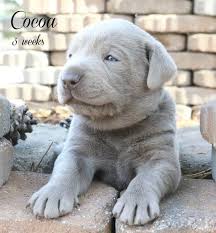 Silver Labrador Breeders Silver Lab Puppies Charcoal Lab Puppies Tennessee Lab Puppies Charcoal Lab Puppies Silver Lab Puppies