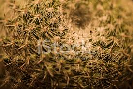 Yellow discoloration near base of cactus. Close Up Of Thorn Cactus Texture Background Stock Photos Freeimages Com