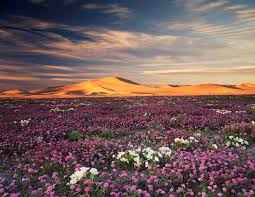 Maybe you would like to learn more about one of these? When And Where To See The California Super Blooms