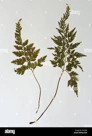 Image result for Asplenium adiantum-nigrum