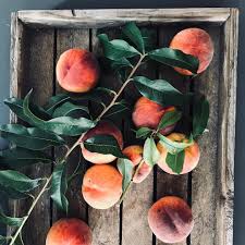 Leckere Pfirsiche Aus Dem Eigenen Garten Ein Stuck Vom Gartengluck Gartenkanal Voller Inspiration Ideen Und Tipps Peach Fruit Growing