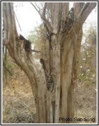 Image result for Dalbergia melanoxylon