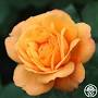Profile Picture of Good As Gold Rose - Hybrid Tea - Moderately Fragrant (@heirloomroses.com) on Google