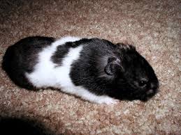 Black And White Syrian Hamster Panda Bear Syrian Hamster Bear Hamster Syrian Hamster Hamster