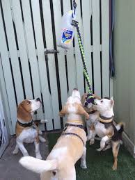 Milk Bottle Bungee All Pets Education And Training Dog Enrichment Dog Activities Dog Boredom Busters Diy