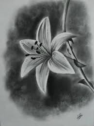Lovely Lily Drawings In Pencil On Home Garden With Pin By Brianna Nuslein On Some Realistic Flower Drawing Beautiful Flower Drawings Pencil Drawings Of Flowers