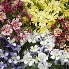 Image result for Aquilegia vulgaris Tower Mix
