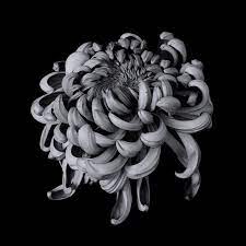 Saatchi Art Is Pleased To Offer The Photograph Japanese Chrysanthemum 2 By Alex Gur Availabl In 2020 Japanese Chrysanthemum Chrysanthemum Black And White Flowers