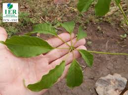 Image result for Cybistax antisyphilitica