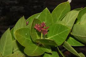 Image result for Marsdenia cynanchoides