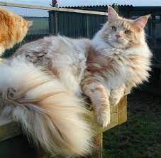 Maine Coon Kittens For Sale Lexington Ky Ombin