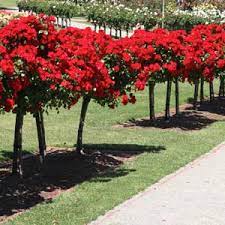 A pair of mockingbirds build their nest in it each spring. Standard Roses For Gardens And Containers Nurseries Online