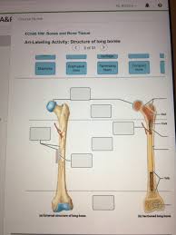 Label a long bone shannan muskopf october 16, 2020 anatomy students in traditional classes may do practice labeling the bone on paper or even doing a coloring activity to help them learn the parts of the bone. Solved Hi Jessica A F Course Home Epiphyseal Lines Perf Chegg Com