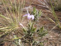 Image result for Barleria rigida